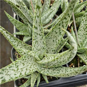 Aloe Rauhii